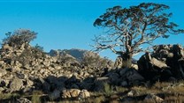 Clanwilliam cedar could be extinct within the 21st century