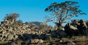 Clanwilliam cedar could be extinct within the 21st century