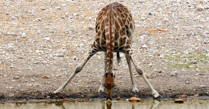 Giraffes 'threatened with extinction'