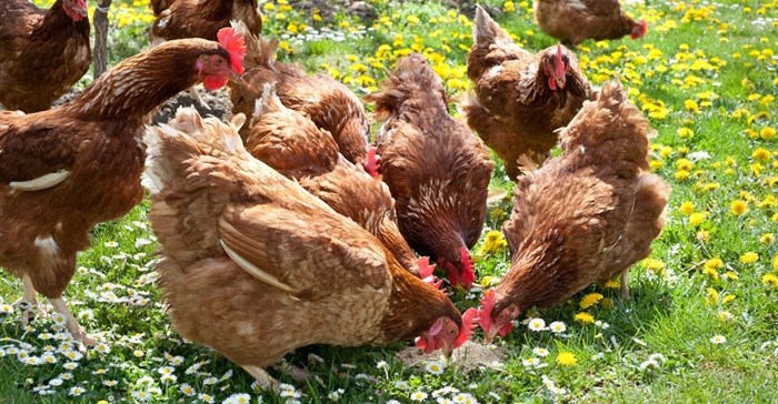 Dti deals with poultry imports concerns