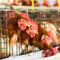 Bird flu: learning lessons from traditional human-animal relations