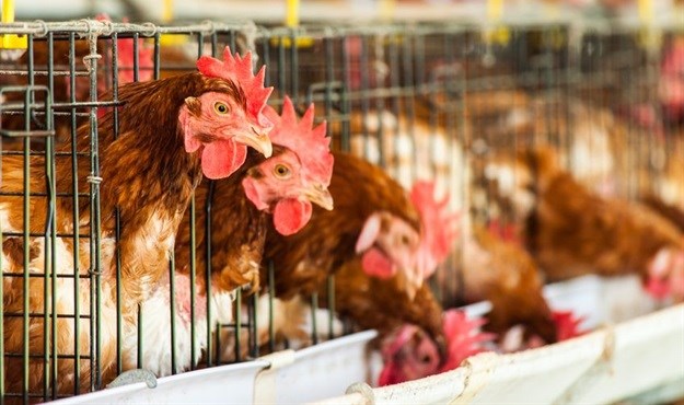 Bird flu: learning lessons from traditional human-animal relations
