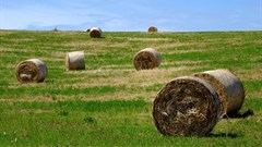 Important wins were notched up for African agriculture in 2016