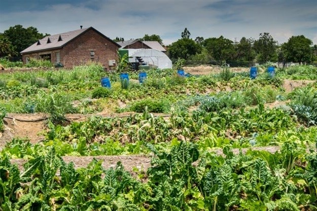 Growing Healthy Farms trains emerging farmers, feeds orphans