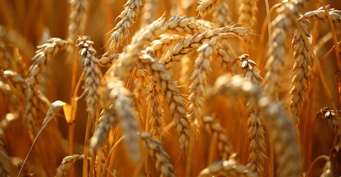 Recent good rain lifts wheat crop expectations
