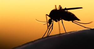 Genetically engineered vaccine prevents malaria in mice