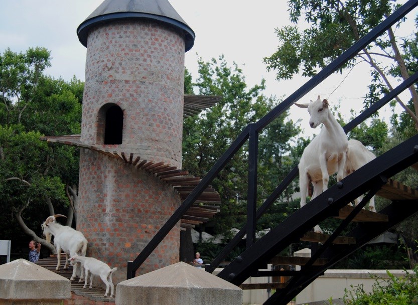 Fairview goats get a skywalk and playpark
