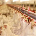 EU cries foul over chicken crisis claims