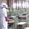 Meet Mthatha beekeeper Thoko Njemla