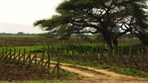 Castel’s 162-hectare vineyard in Ziway, Ethiopia.