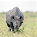 TomTom teams up with StopRhinoPoaching.com in fundraising initiative