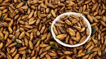 Eating insects has long made sense in Africa. The world must catch up
