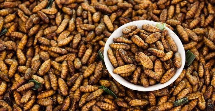 Eating insects has long made sense in Africa. The world must catch up