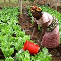 USAID via  - Woman watering crops in Morogoro, Tanzania