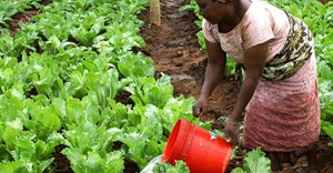 USAID via  - Woman watering crops in Morogoro, Tanzania