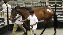 Grooms lead a Thoroughbred into the sales ring at the 2016 Bloodstock South Africa Mixed Sale in Gosforth Park.