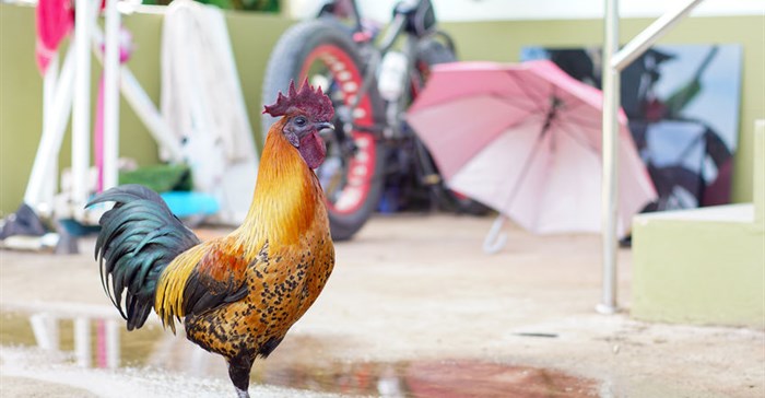 Caution urged following avian flu outbreak
