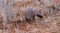 Wildlife in peril as poachers' net spreads