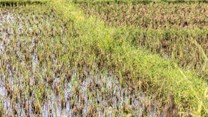 How farmers in Africa are finding ways to sustainably use wetlands