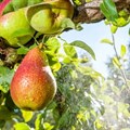 Ceres fruit growers benefit from water-saving practices