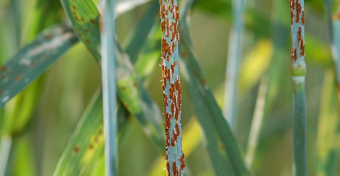 Photo by Yue Jin via  - Close up of stem rust