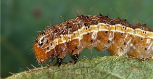 Canadian Biodiversity Information Facility via  - Fall armyworm