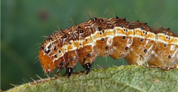 Canadian Biodiversity Information Facility via  - Fall armyworm