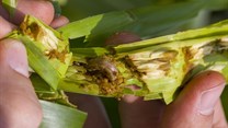 Armyworms on march a threat to all SA