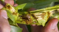 Armyworms on march a threat to all SA