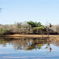WildArk acquires first wildlife conservancy in SA