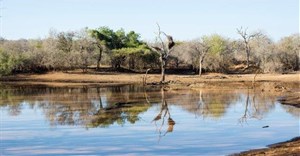 WildArk acquires first wildlife conservancy in SA