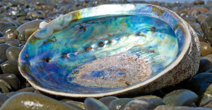 R30m poached abalone confiscated in Western Cape