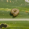 Armyworms are wreaking havoc in Southern Africa. Why it's a big deal