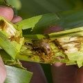 Why it's hard to control the Fall armyworm in Southern Africa