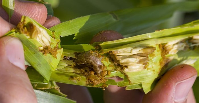 Why it's hard to control the Fall armyworm in Southern Africa