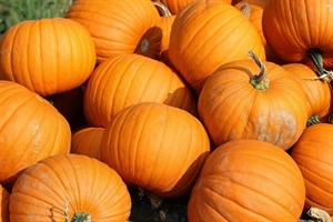 Checkers donates to Heidelberg Giant Pumpkin Festival
