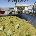 Challenging times for SA wine industry with excise hikes