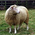 Dolly the Sheep -