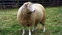 Dolly the Sheep -