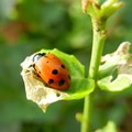 Ladybugs stop pests from eating our food and destroying crops. Flickr/Inhabitat