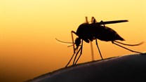 Climate change could enlarge malaria areas in SA