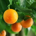 Juicy market for SA citrus