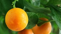 Juicy market for SA citrus