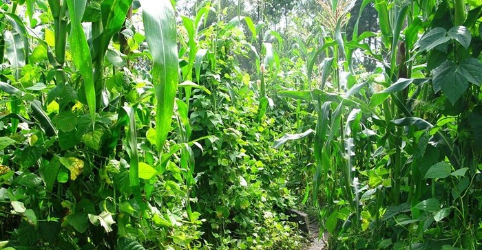 AnnaJB via  - Intercropping maize and beans