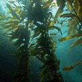 Kelps in southern Africa are thriving, but some key inhabitants of kelp forests are not
