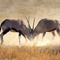 Kruger National Park hosts scientists, researchers