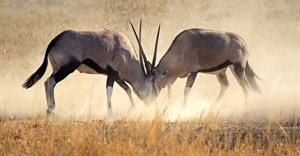 Kruger National Park hosts scientists, researchers