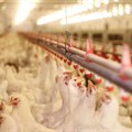 Government hard at work to avoid poultry sector job losses