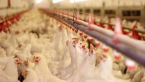 Government hard at work to avoid poultry sector job losses