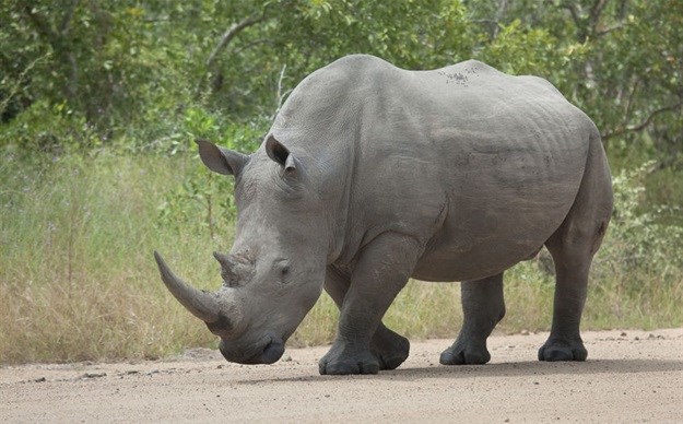 Could proposed rhino horn legislation save rhinos?